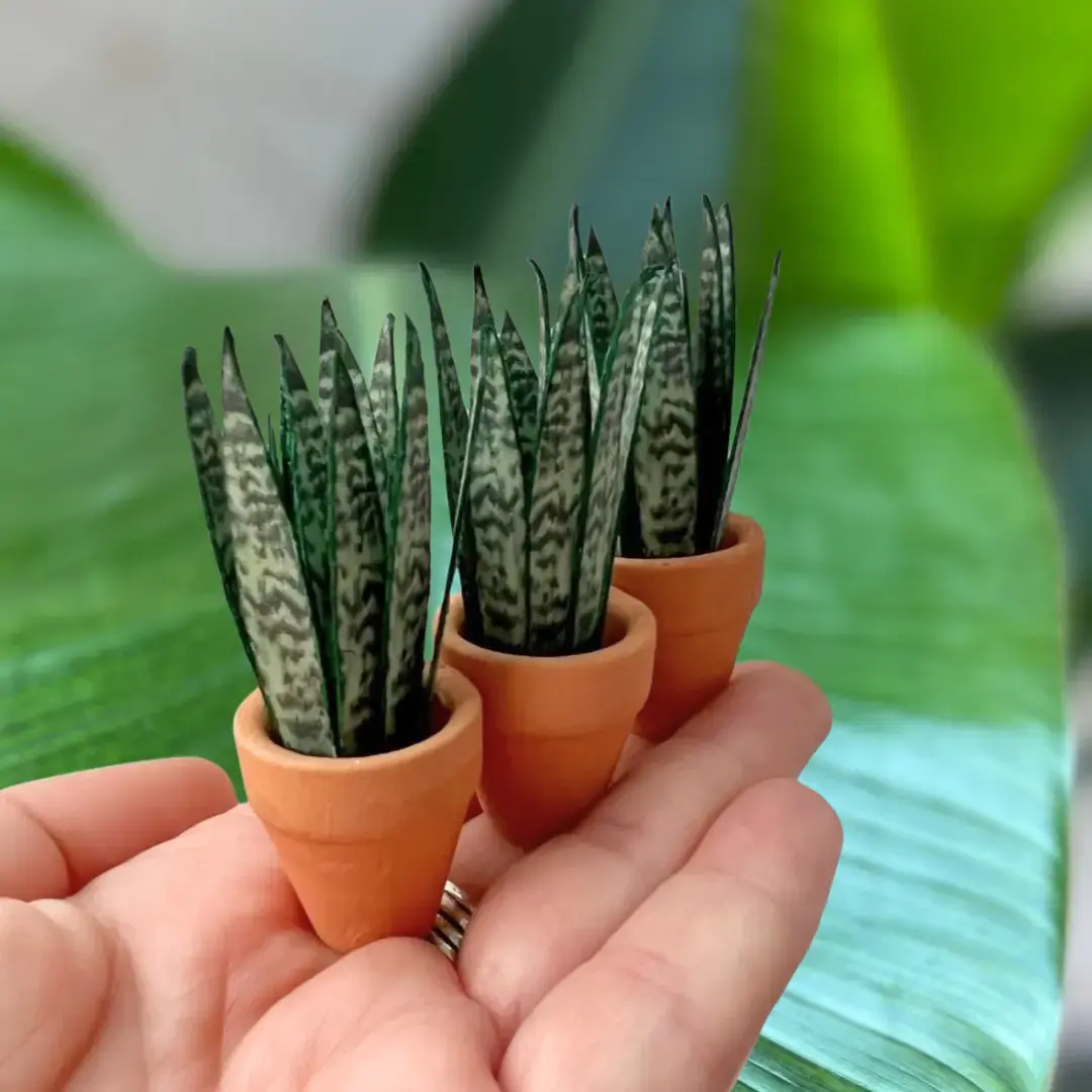 Sanseveria Snake Plant 1
