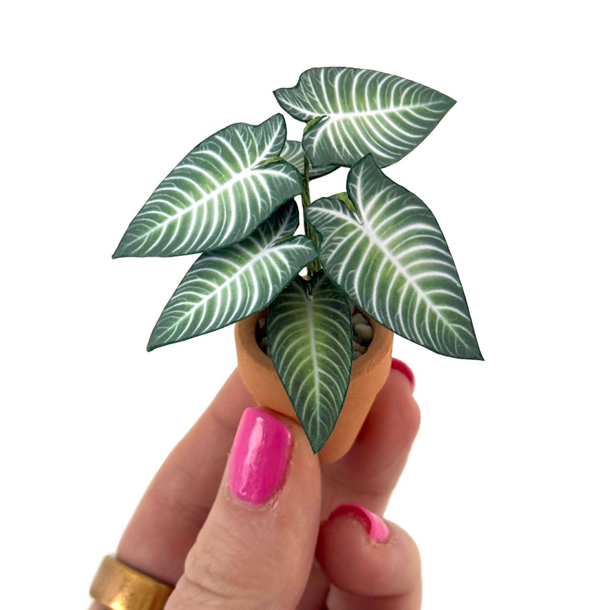 ‘Rhythm is a Planter’ - Miniature Xanthosoma Lindenii Paper Plant photo 1