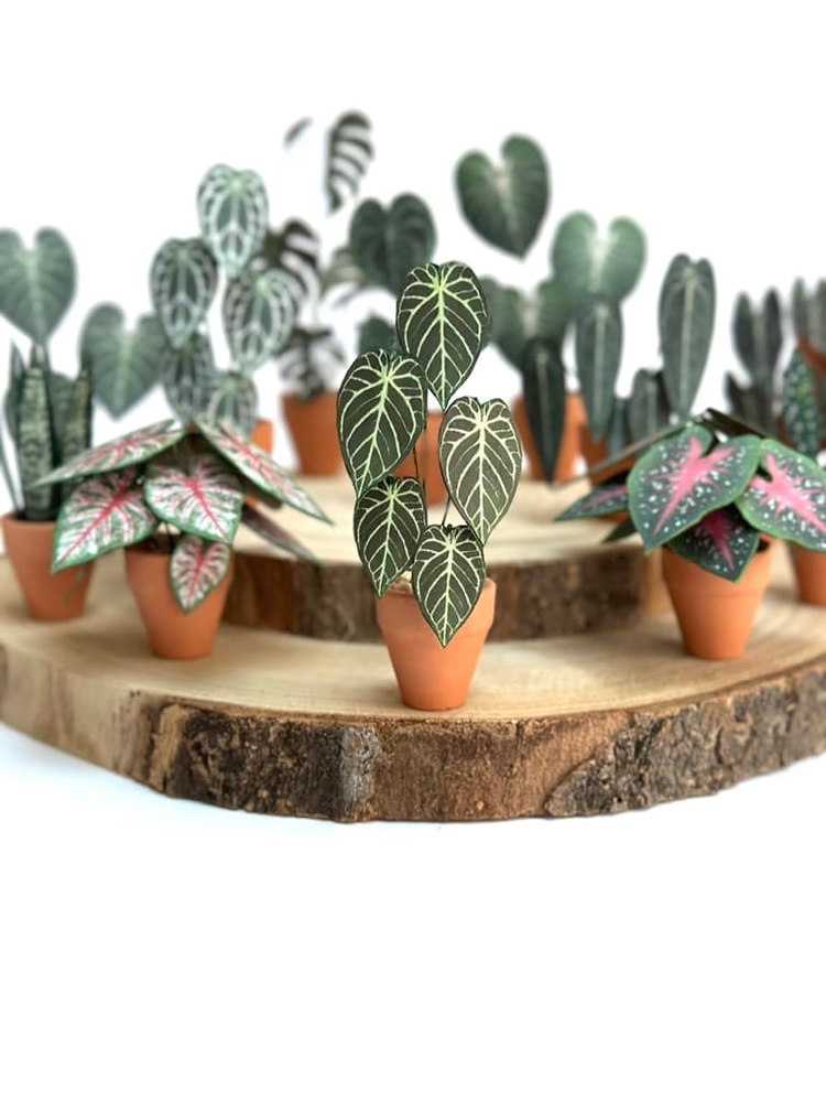 ‘Don’t Stop Beleafin’ Miniature Crystal Hope Paper Plant photo 2