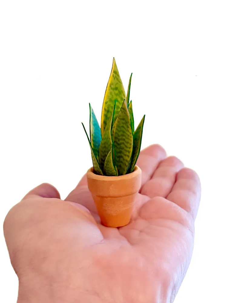 ‘Grow With The Flow’ Miniature Paper Snake Plant photo 3