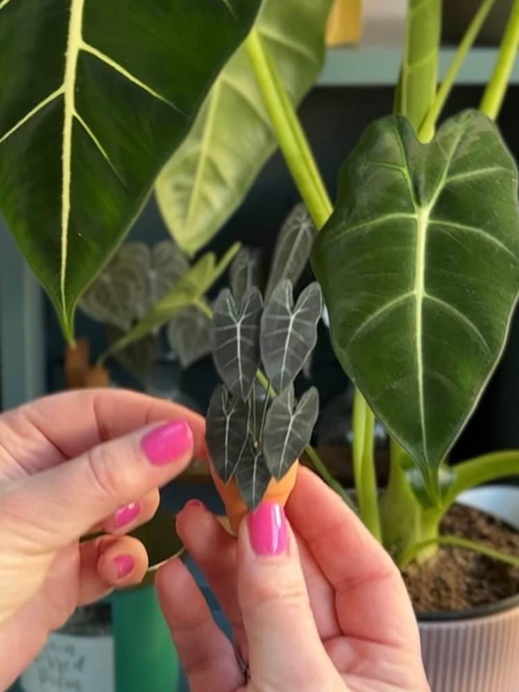 ‘Leaf It Out’ Miniature Alocasia Paper Plant photo 2