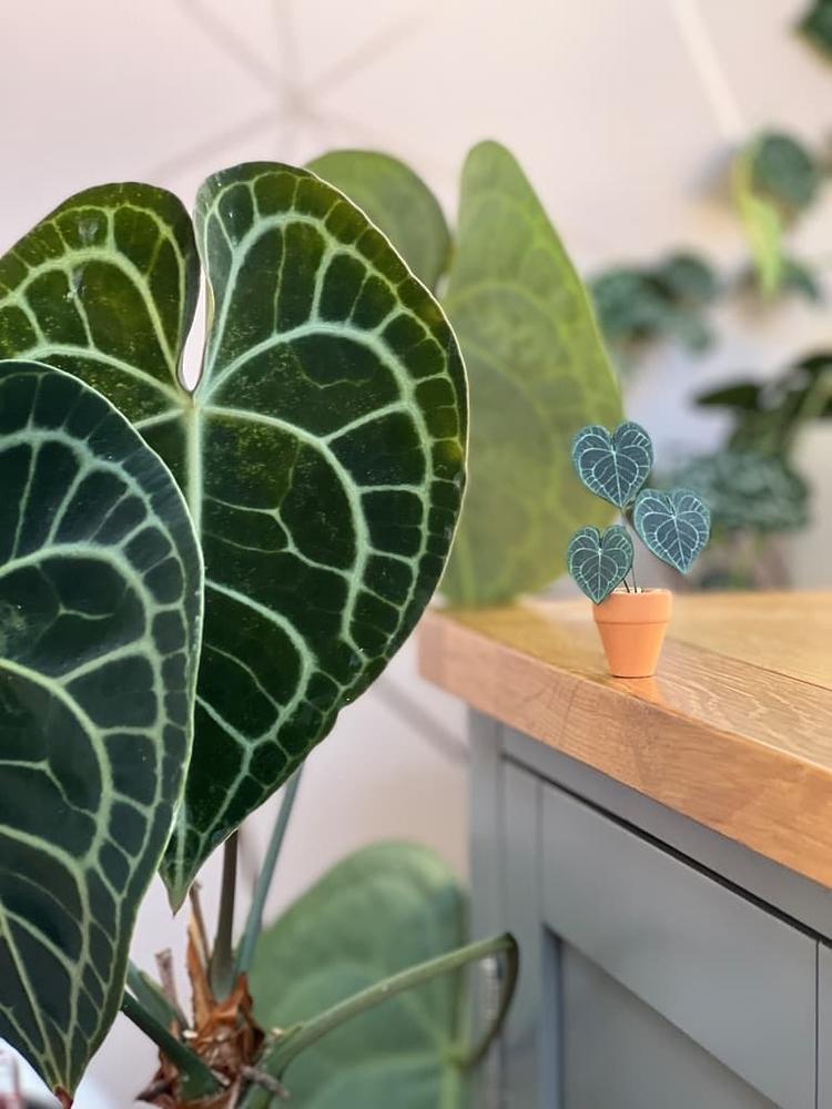 ‘I Will Survive’ Miniature Velvet Anthurium Paper Plant photo 4