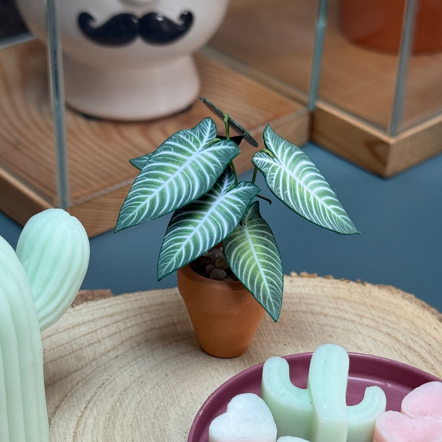 ‘Rhythm is a Planter’ - Miniature Xanthosoma Lindenii Paper Plant photo 0
