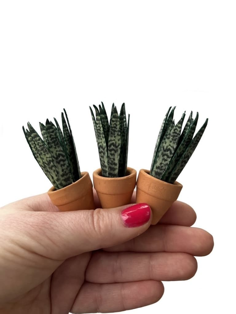 ‘Grow Big Or Grow Home’ Miniature Paper Snake Plant photo 1