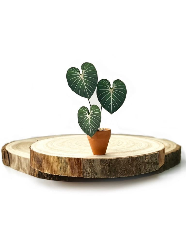 ‘Pot It Like It’s Hot’ Miniature Philodendron Paper Plant photo 3