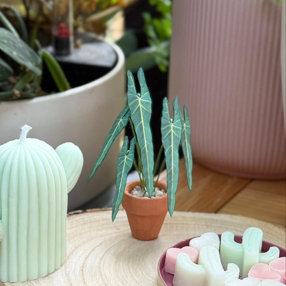 ‘Leaf Be With You’ Miniature Spiritus Sancti Paper Plant photo 0