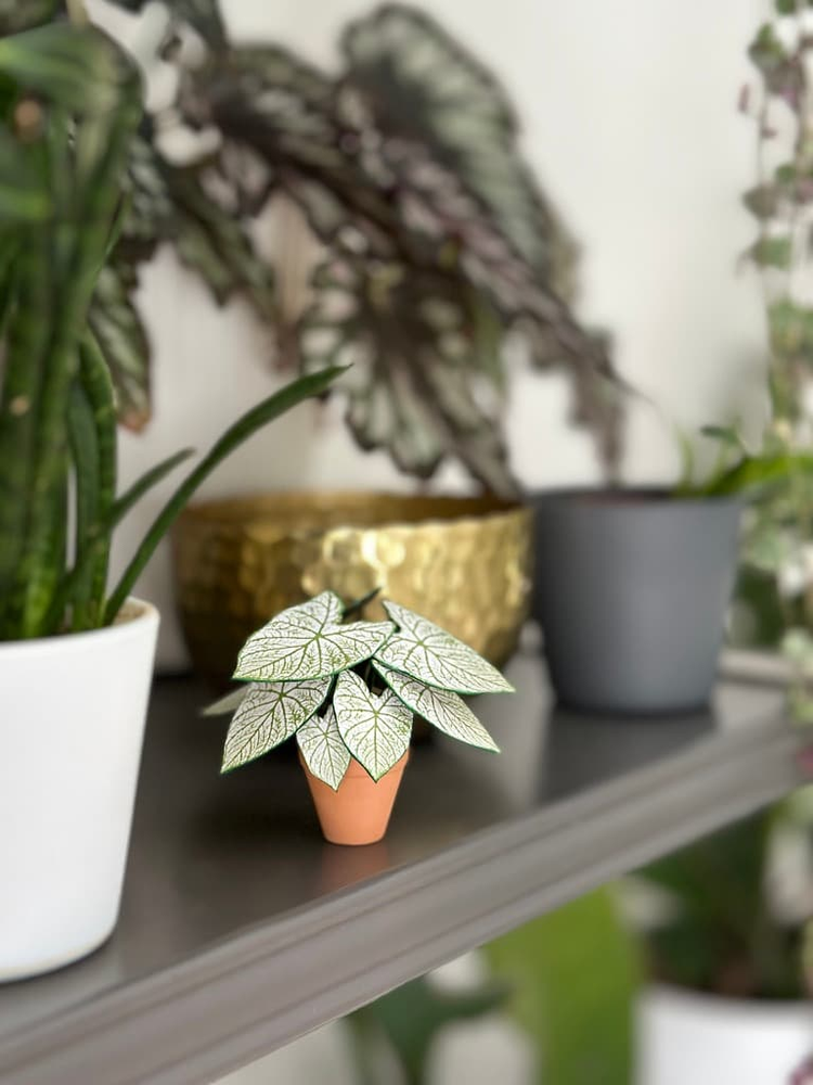 ‘Stayin Alive’ Miniature Caladium Angel Wings Paper Plant photo 4