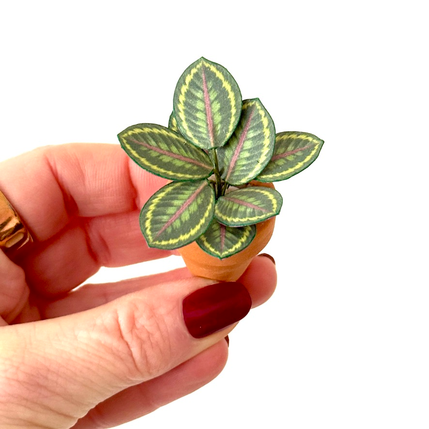 ‘Smells Like Green Spirit’ Miniature Calathea Medallion Paper Plant photo 1