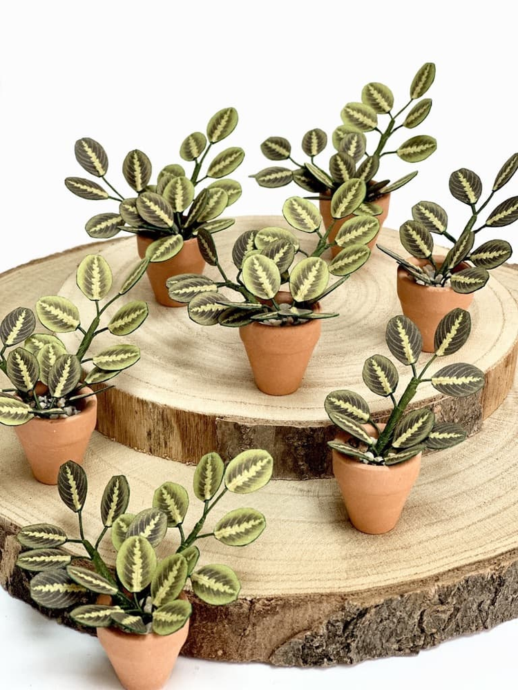 ‘Pray For Me’ Miniature Paper Prayer Plant photo 3