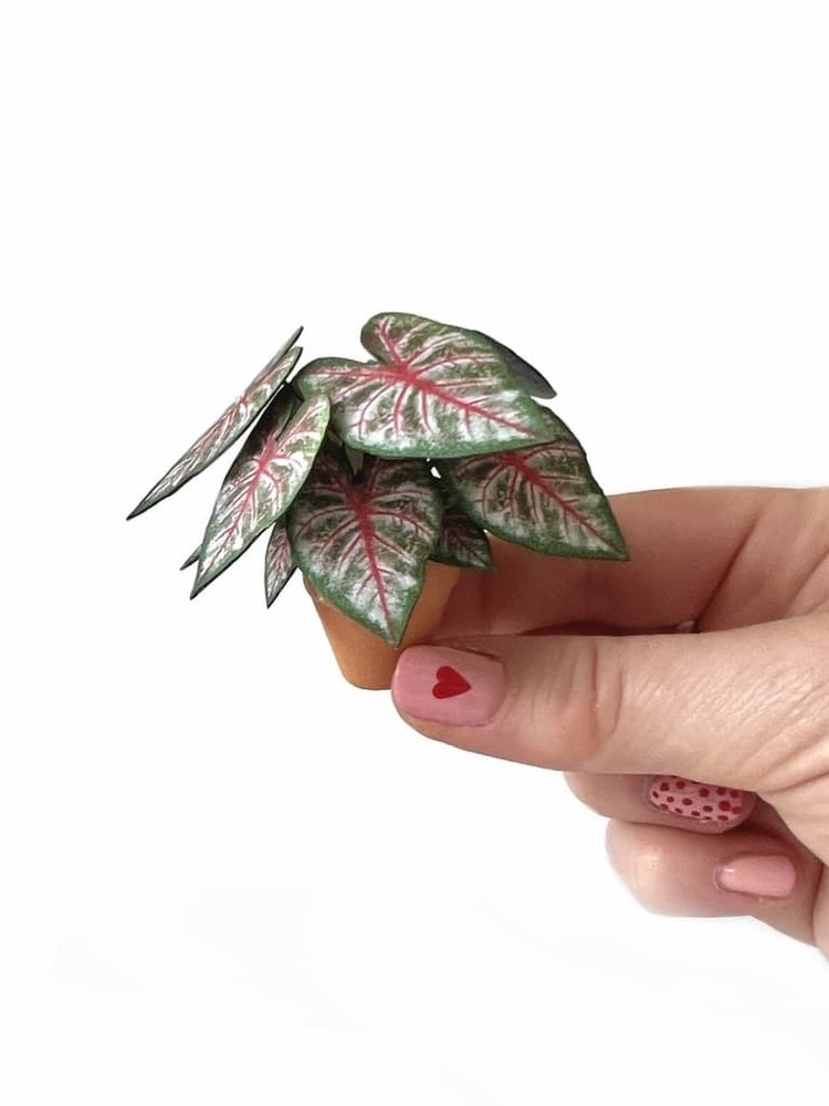 ‘Plant One On Me’ Miniature Caladium Rosebud Paper Plant photo 1