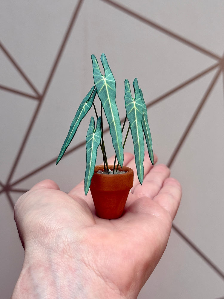 ‘Leaf Be With You’ Miniature Spiritus Sancti Paper Plant photo 2