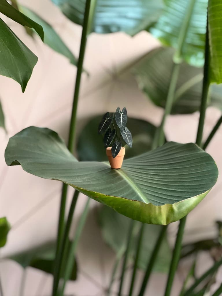 ‘Leaf It Out’ Miniature Alocasia Paper Plant photo 0