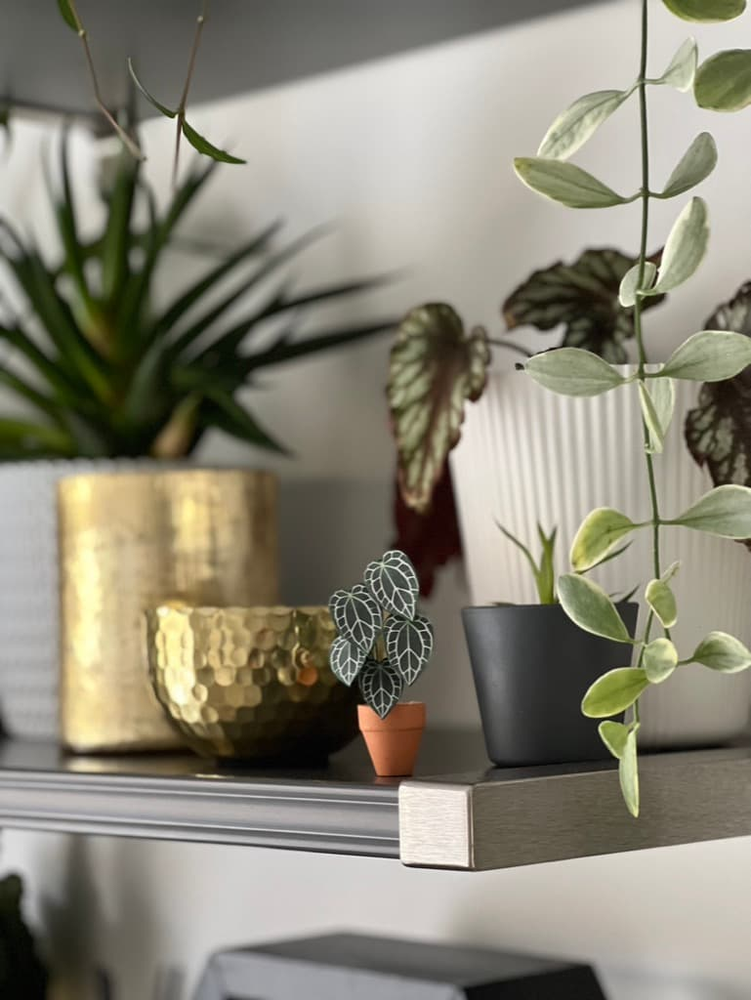 ‘Sexy And I Grow It’ Miniature Crystal Anthurium Paper Plant photo 0