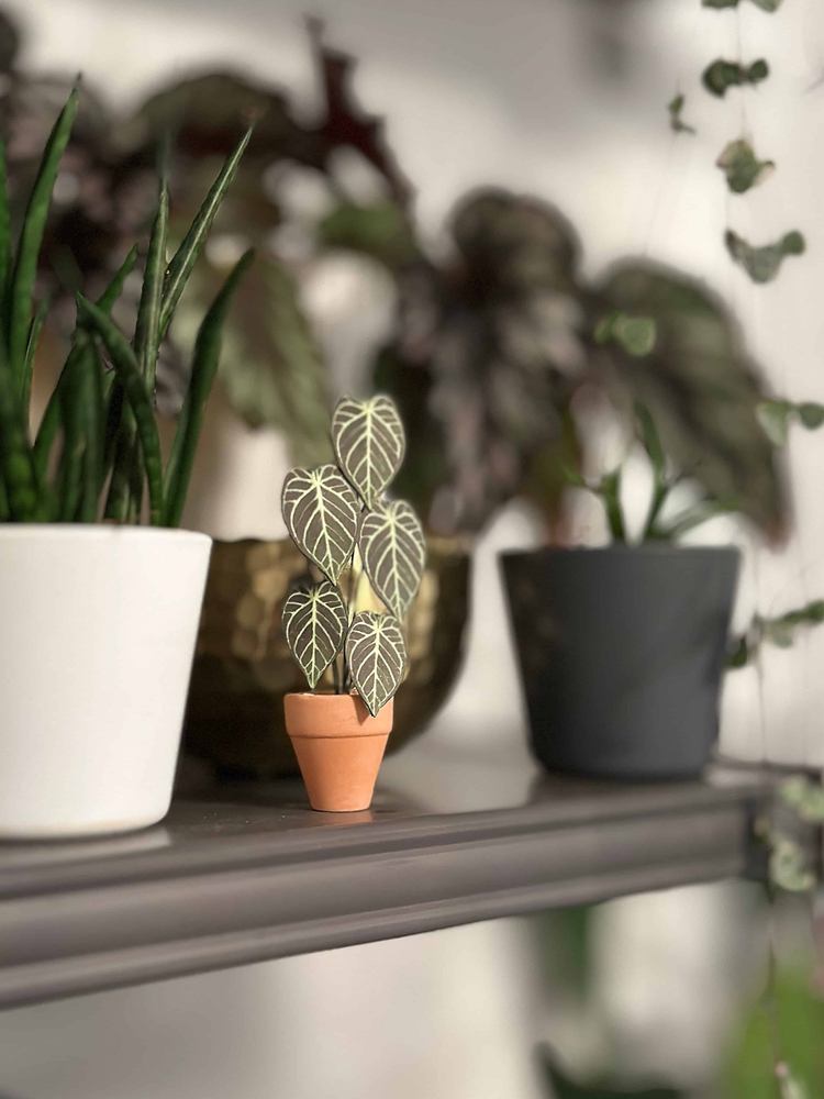 ‘Don’t Stop Beleafin’ Miniature Crystal Hope Paper Plant photo 0