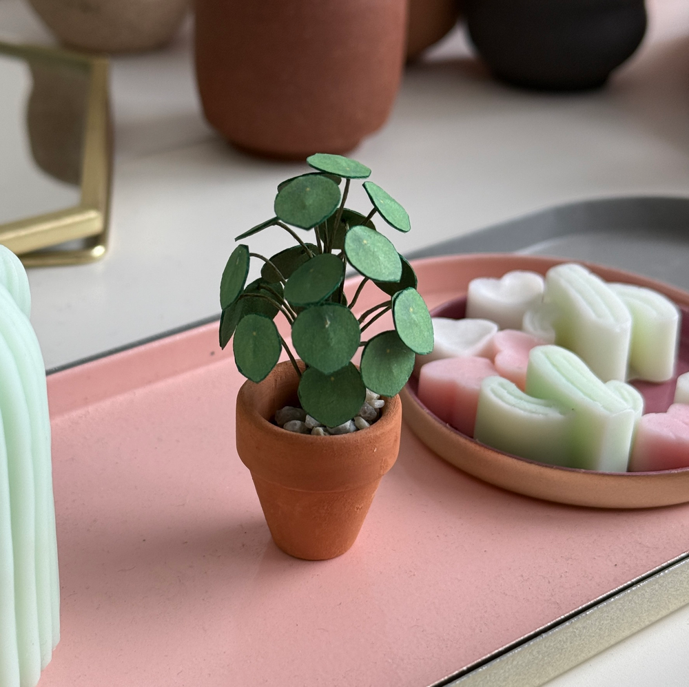 ‘Beleaf In Me’ Miniature Pilea Peperomioides Paper Plant photo 0
