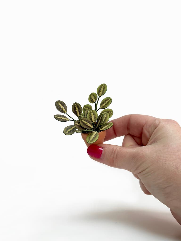 ‘Pray For Me’ Miniature Paper Prayer Plant photo 1