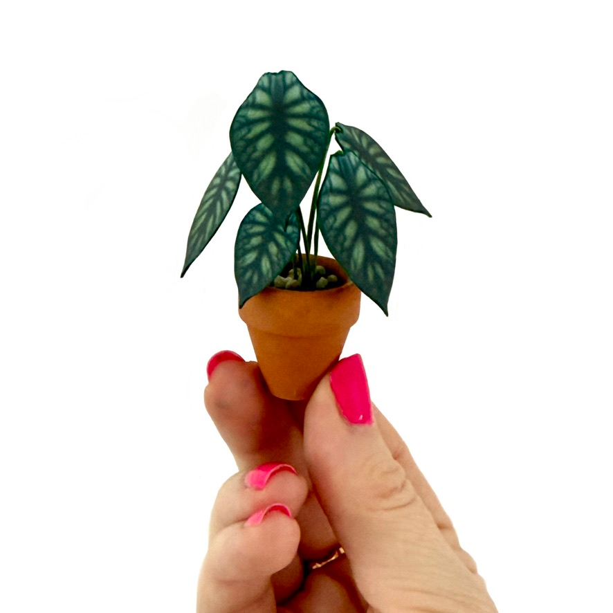 ‘Roots Before Shoots’ Miniature Alocasia Dragon Scale Paper Plant photo 1