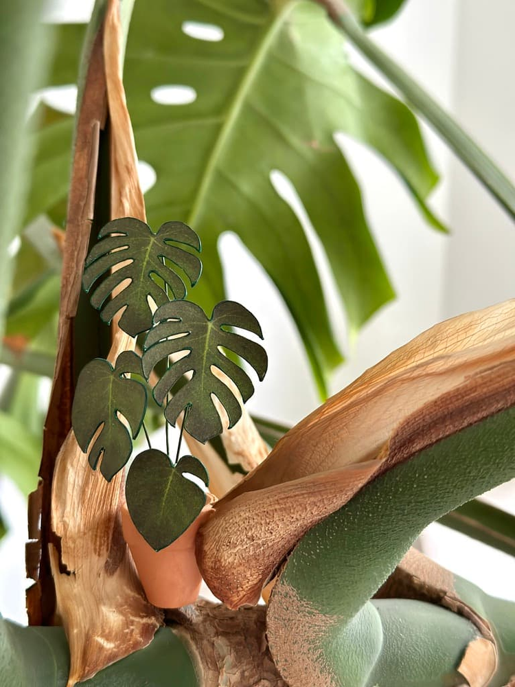 ‘I’ll Never Leaf You’ Miniature Monstera Paper Plant photo 0