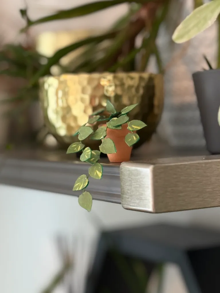 ‘You’re So Vine’ Miniature Pothos Paper Plant photo 3