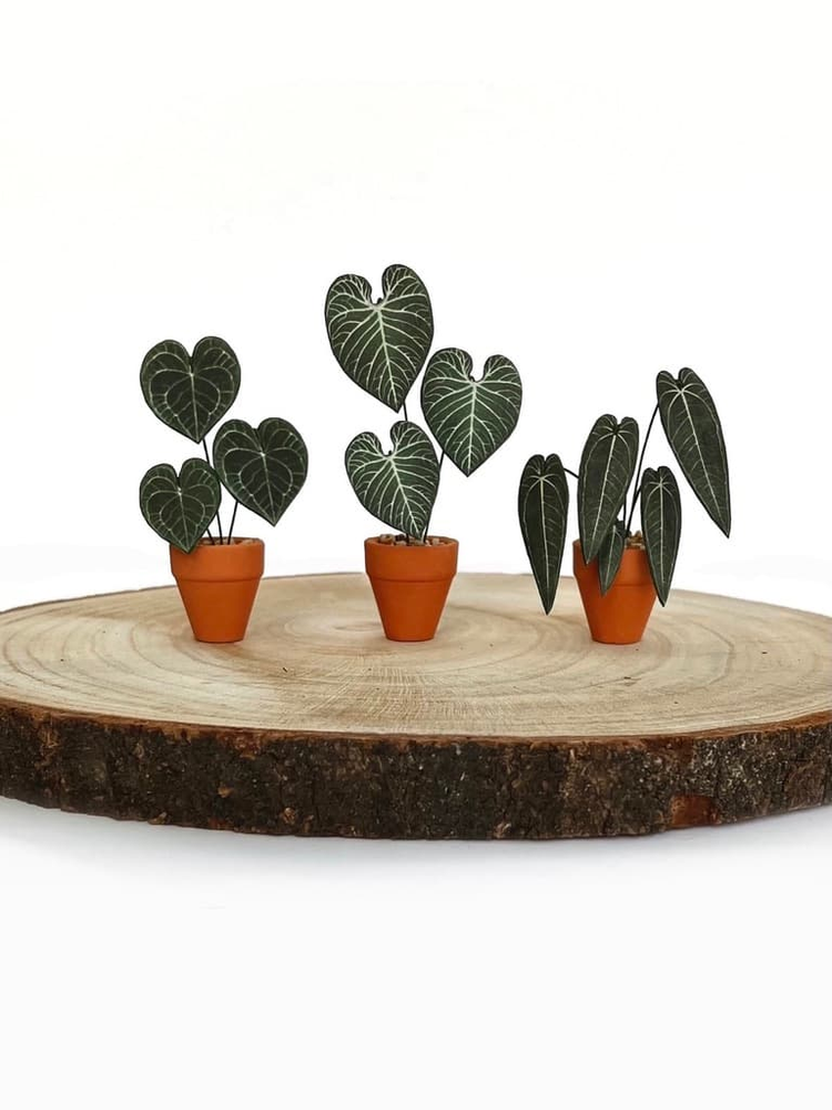 ‘Grow Your Own Way’ Miniature Anthurium Regale Paper Plant photo 3