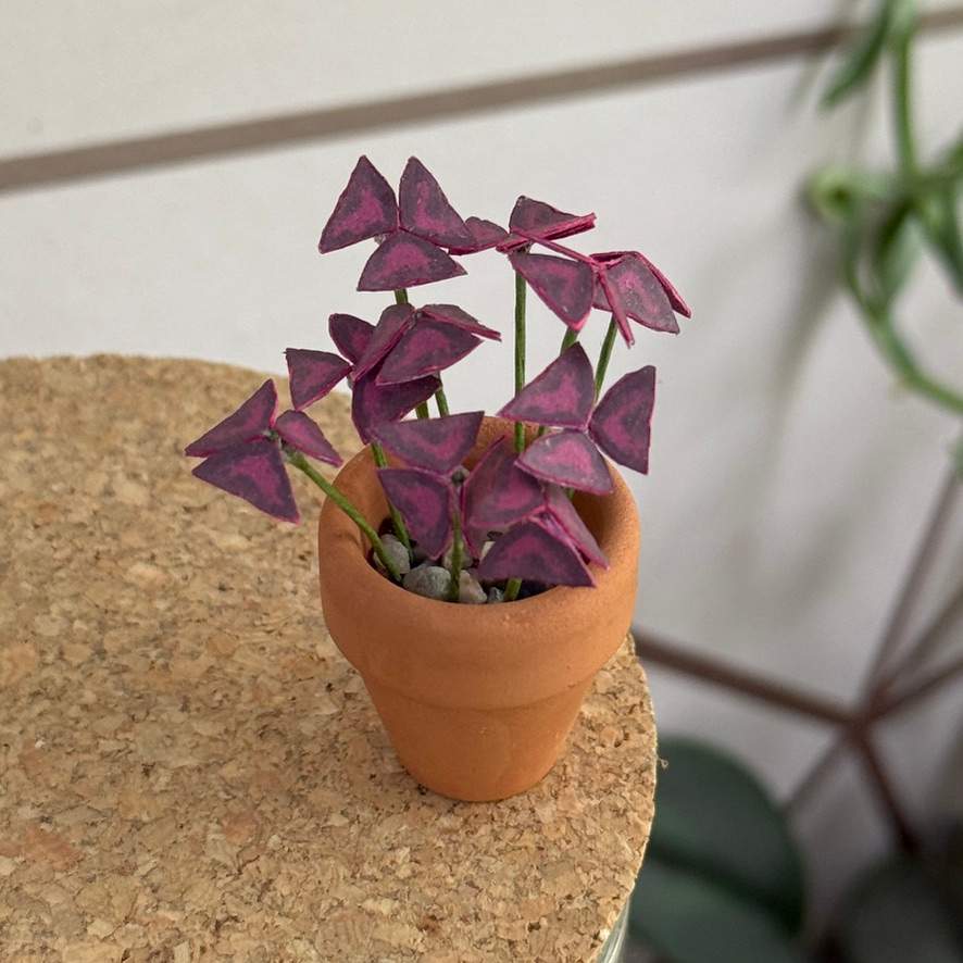 ‘Luck Be a Leaf Tonight’ Miniature Oxalis Triangularis Paper Plant photo 0