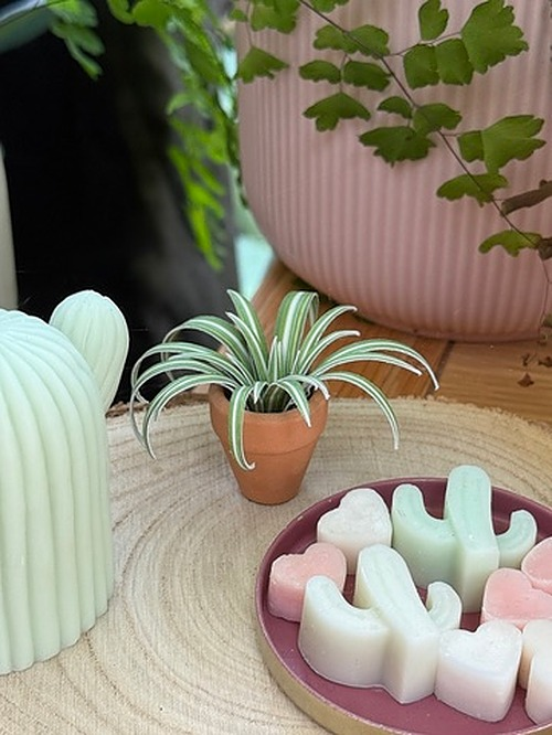 ‘I Wanna Leaf Forever’ Miniature Spider Plant photo 2