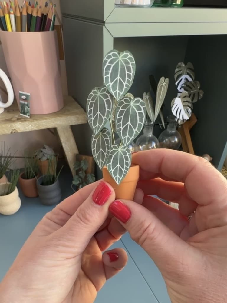 ‘Sexy And I Grow It’ Miniature Crystal Anthurium Paper Plant photo 4
