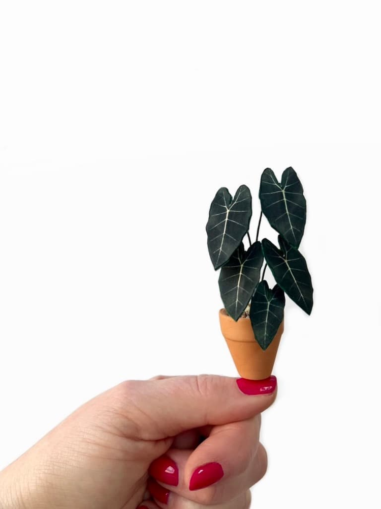 ‘Leaf It Out’ Miniature Alocasia Paper Plant photo 1