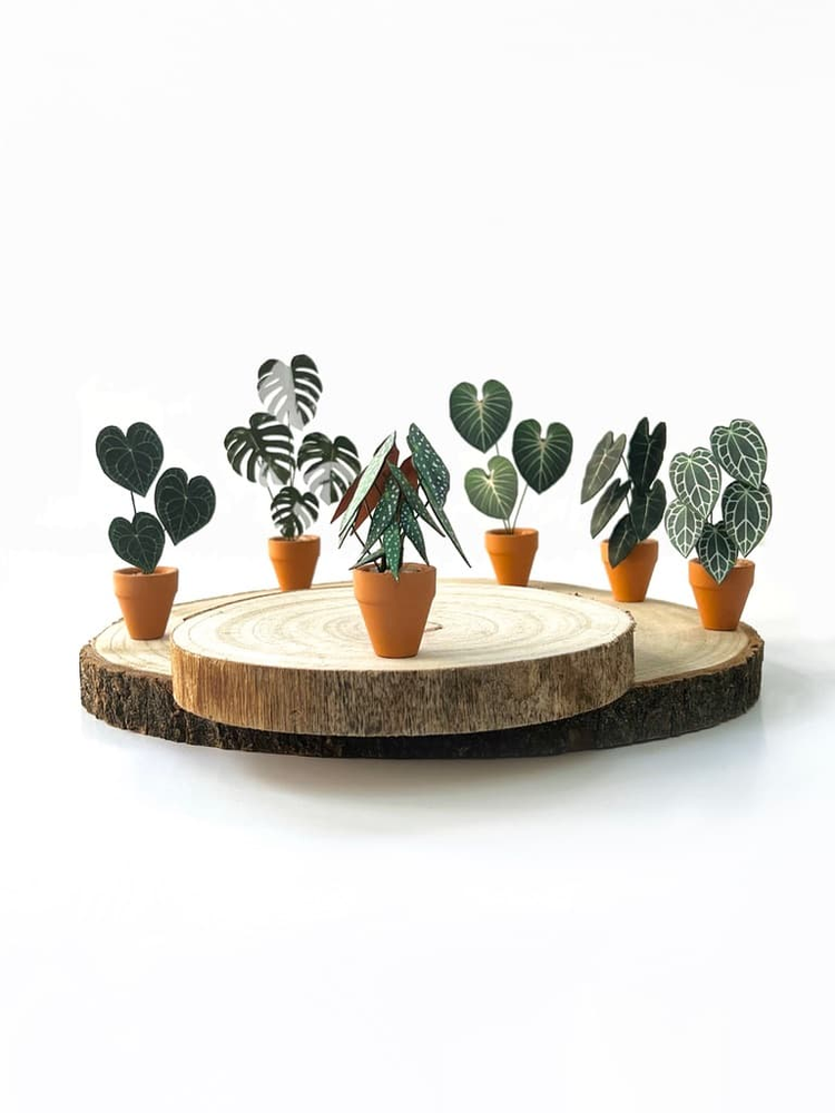 ‘Grow Shorty’ Miniature Begonia Paper Plant photo 3