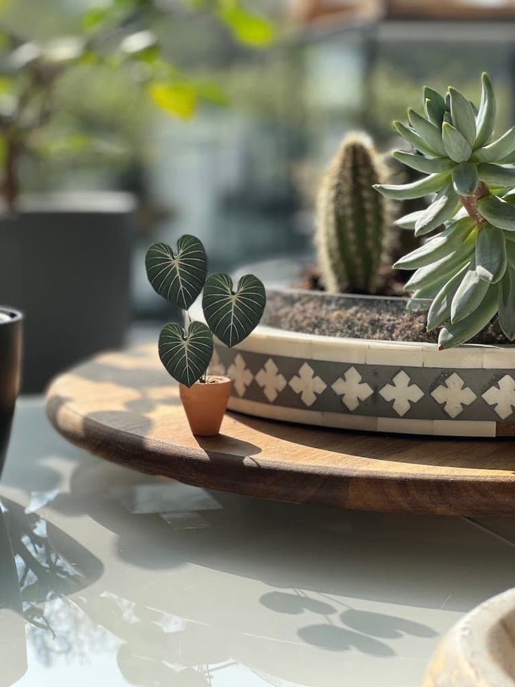 ‘Pot It Like It’s Hot’ Miniature Philodendron Paper Plant photo 0
