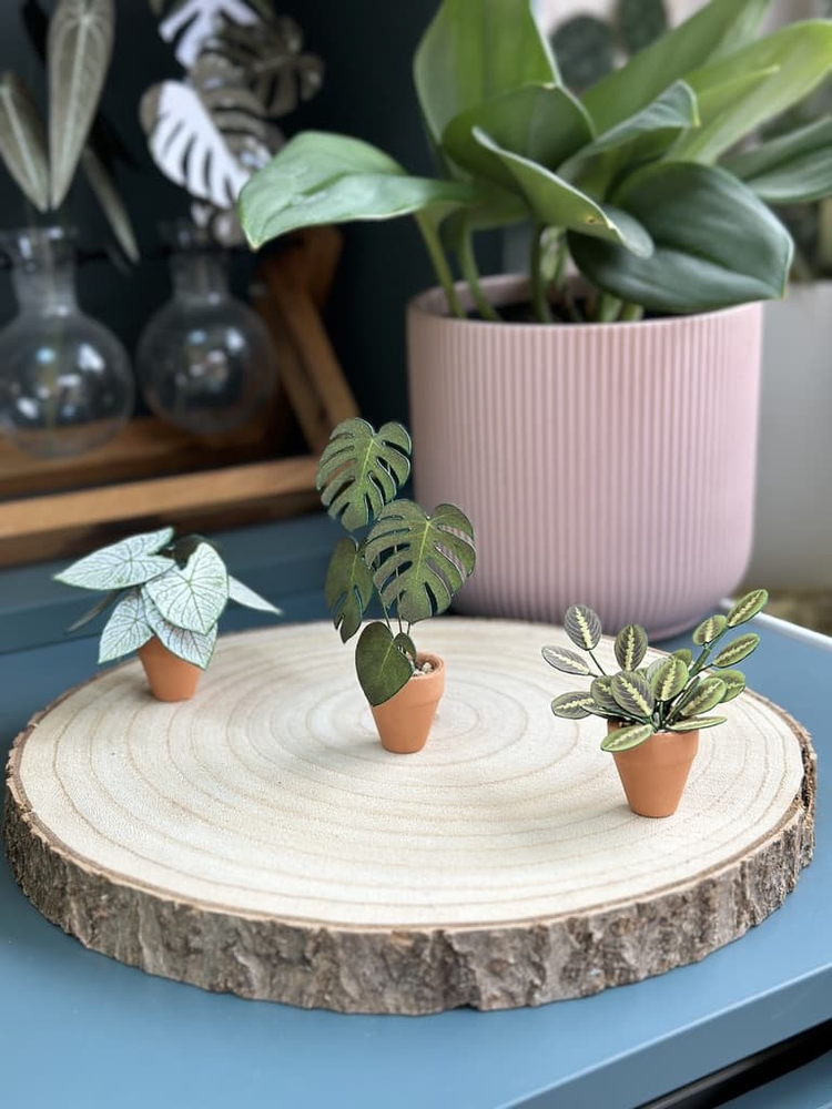 ‘Pray For Me’ Miniature Paper Prayer Plant photo 2
