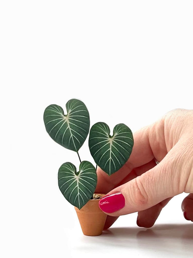 ‘Pot It Like It’s Hot’ Miniature Philodendron Paper Plant photo 1