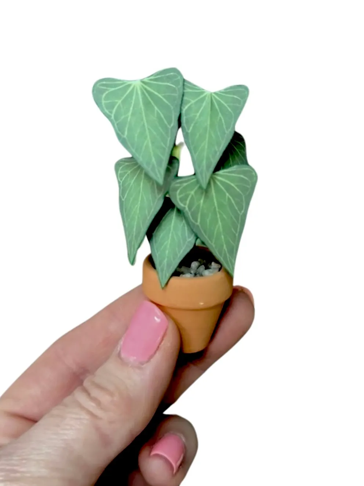 ‘May the Roots Be With You’ Miniature Anthurium Delta Force Paper Plant photo 1
