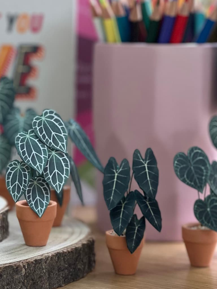 ‘Leaf It Out’ Miniature Alocasia Paper Plant photo 4