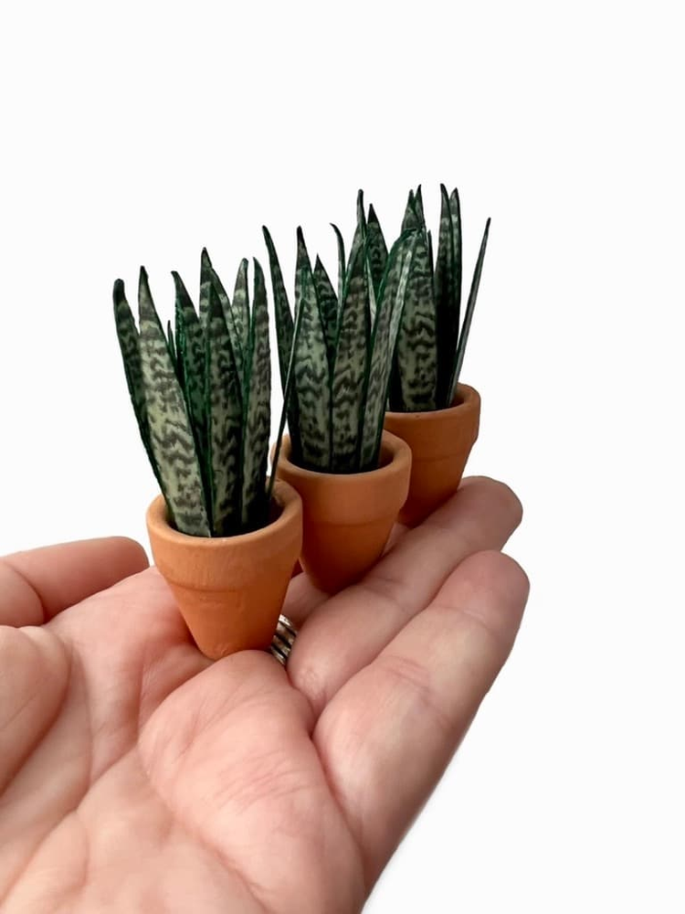 ‘Grow Big Or Grow Home’ Miniature Paper Snake Plant photo 3