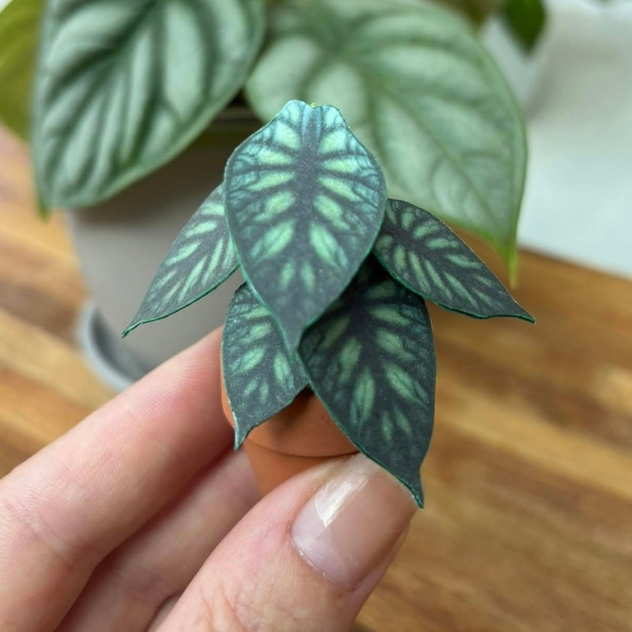 ‘Roots Before Shoots’ Miniature Alocasia Dragon Scale Paper Plant photo 0