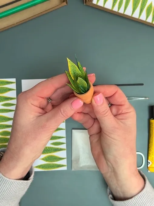 ‘Grow With The Flow’ Miniature Paper Snake Plant photo 2
