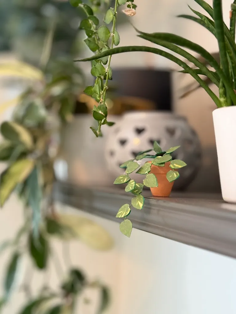 ‘You’re So Vine’ Miniature Pothos Paper Plant photo 4