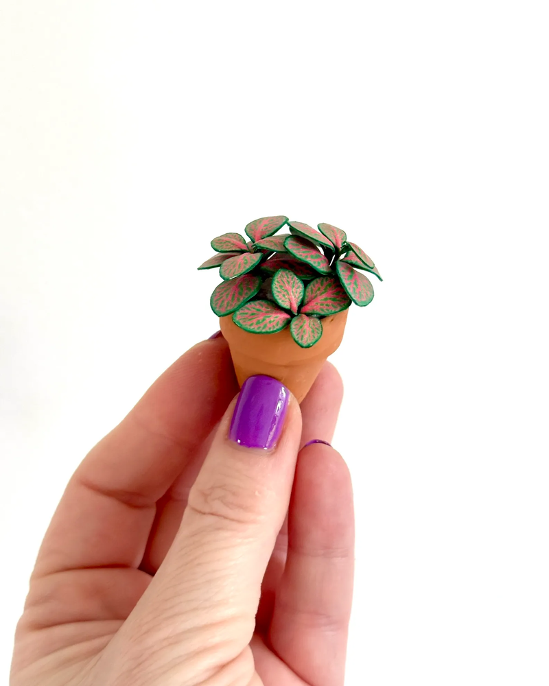 ‘You’ve Got Nerve’ Miniature Fittonia Paper Plant photo 1