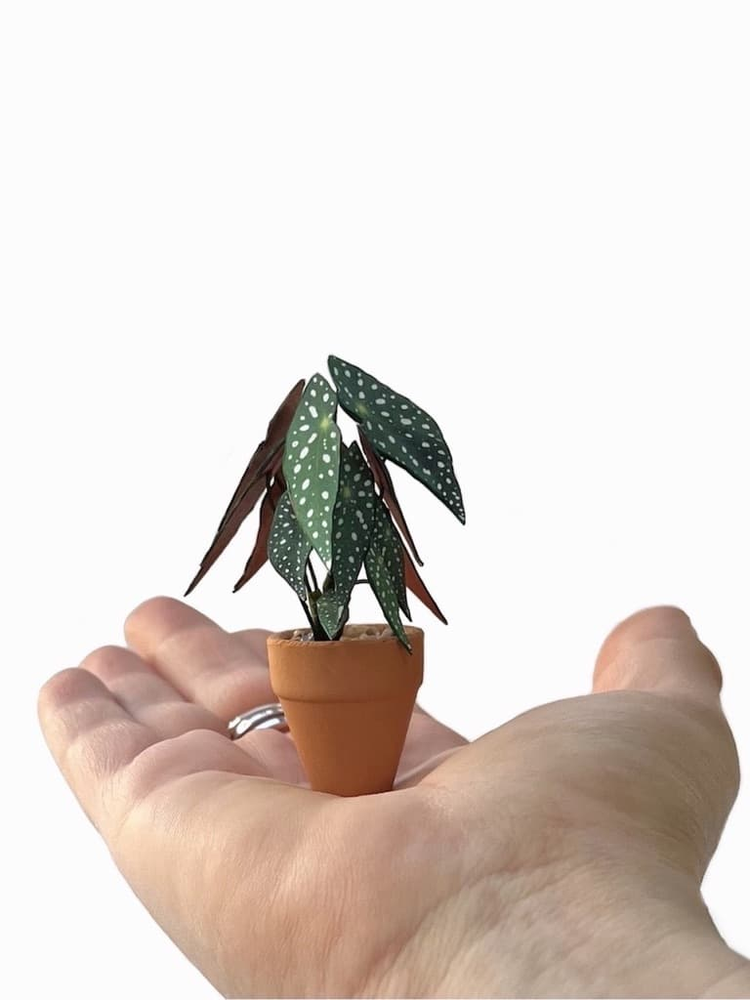 ‘Grow Shorty’ Miniature Begonia Paper Plant photo 1