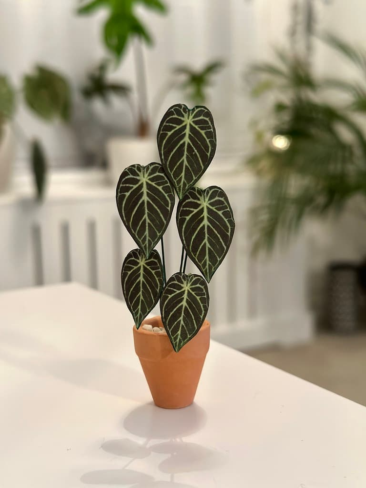 ‘Don’t Stop Beleafin’ Miniature Crystal Hope Paper Plant photo 4