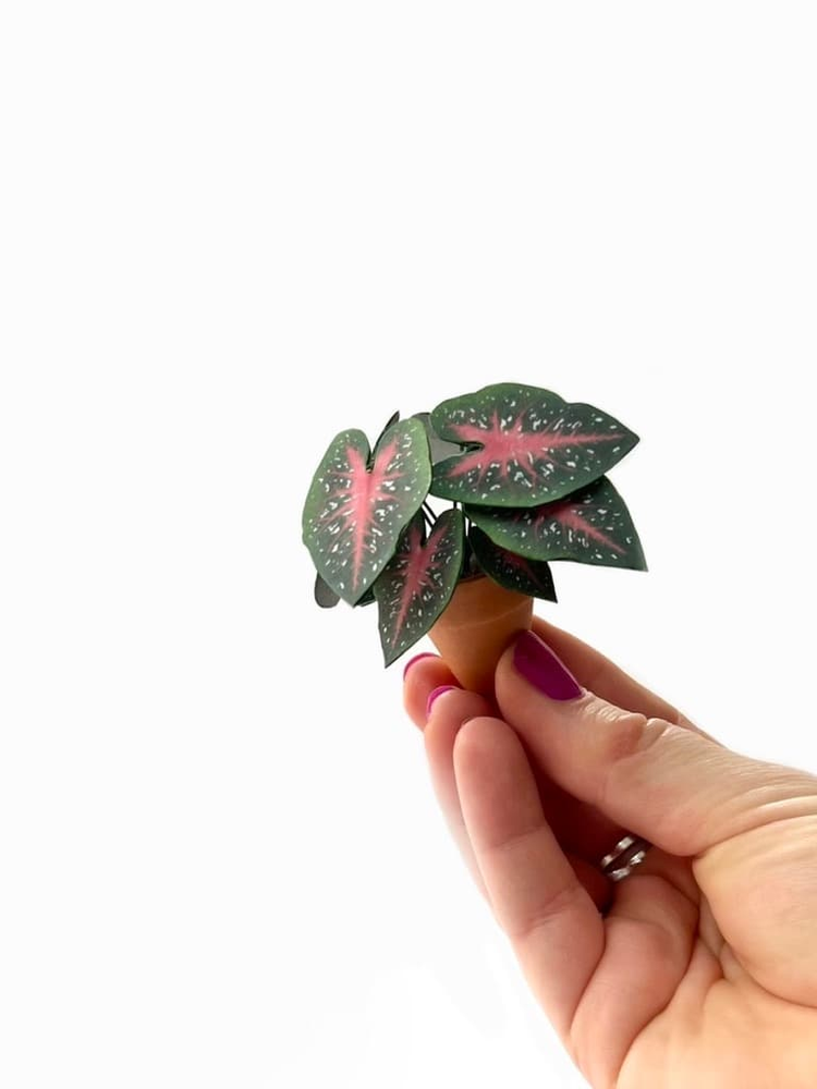‘Bloom Baby’ Miniature Caladium Red Flash Paper Plant photo 1