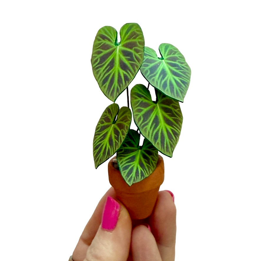 ‘Don’t Leaf Me This Way’ - Miniature Philodendron Verrucosum Paper Plant photo 1
