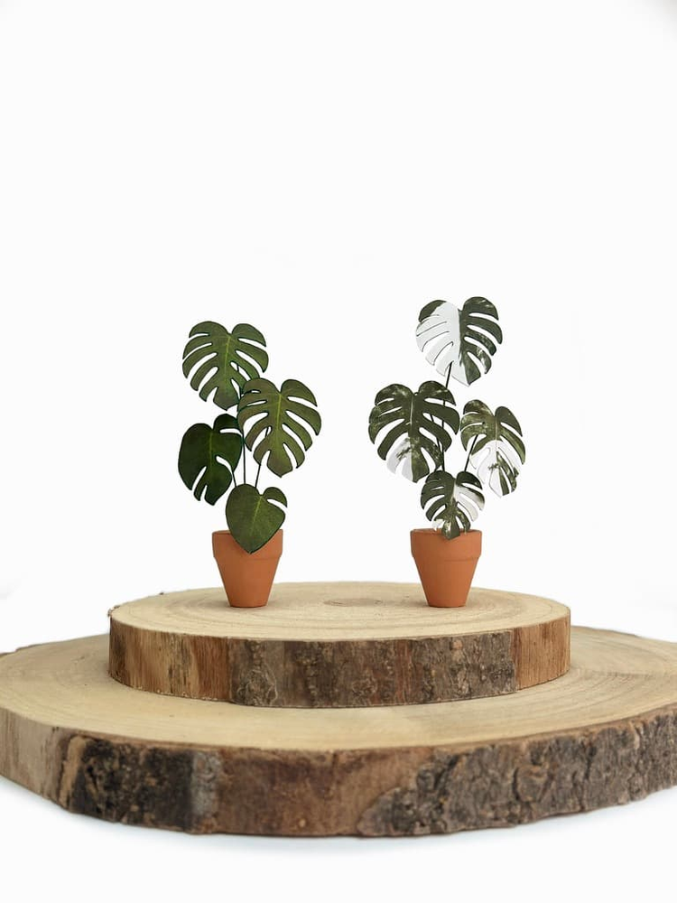 ‘I’ll Never Leaf You’ Miniature Monstera Paper Plant photo 3