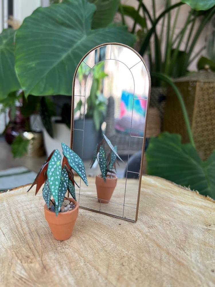 ‘Grow Shorty’ Miniature Begonia Paper Plant photo 2
