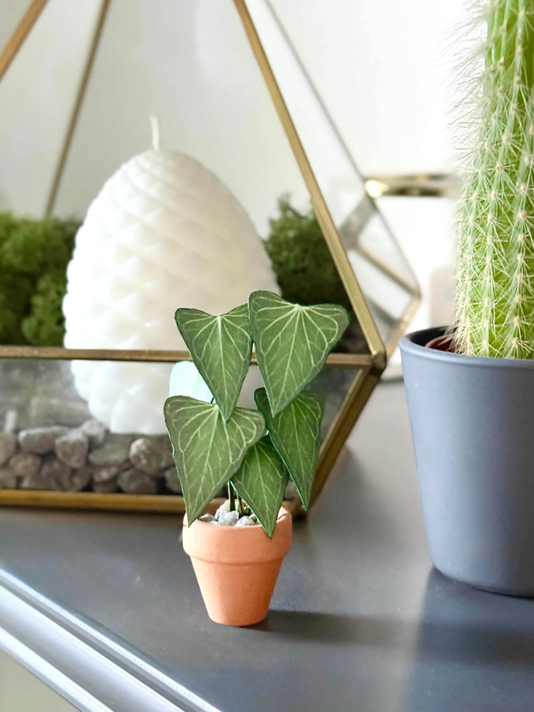 ‘May the Roots Be With You’ Miniature Anthurium Delta Force Paper Plant photo 4