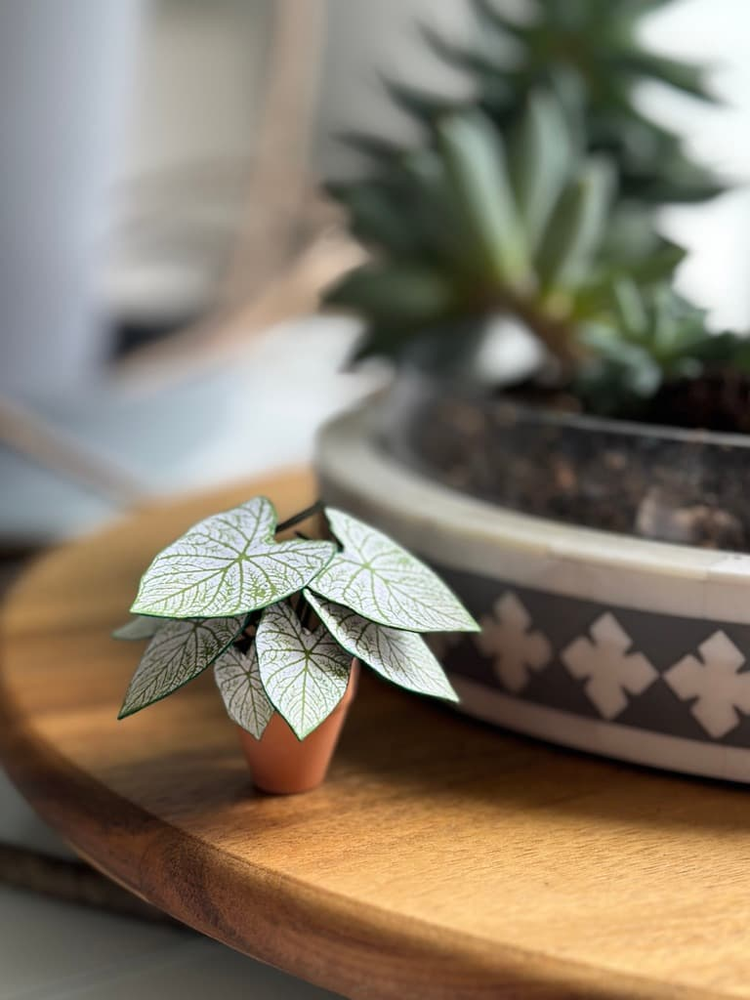 ‘Stayin Alive’ Miniature Caladium Angel Wings Paper Plant photo 2