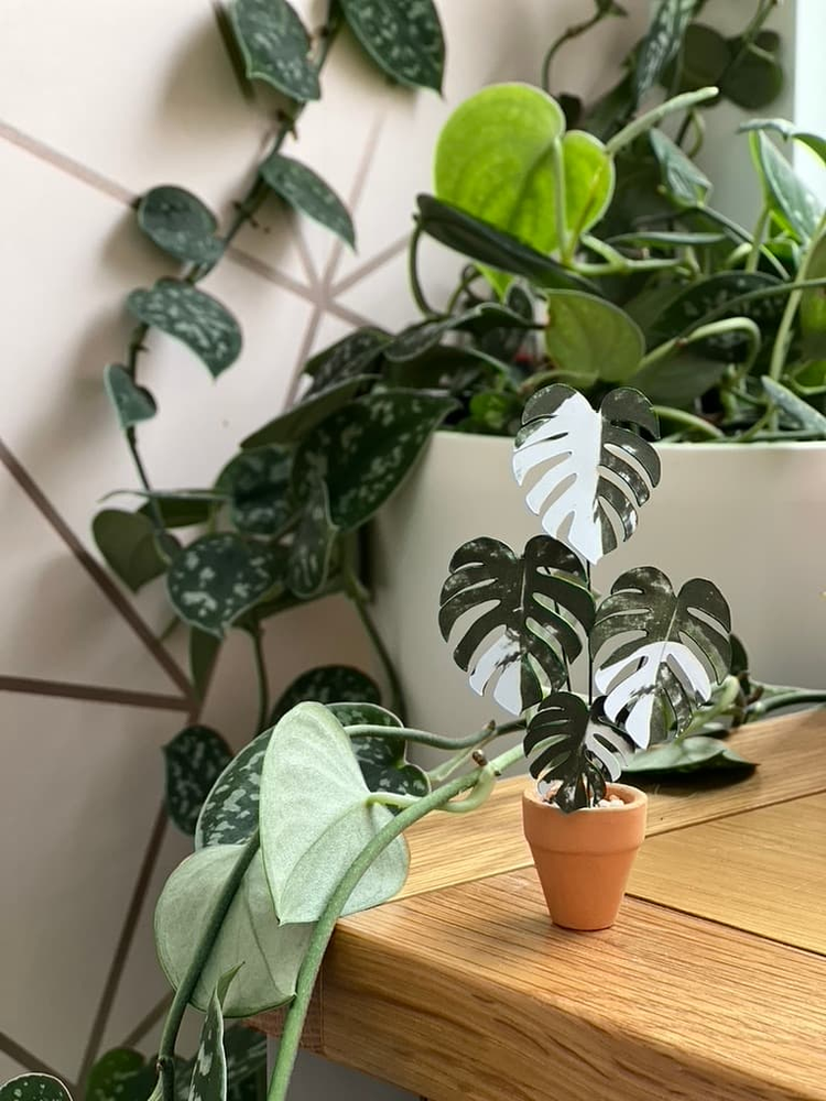 ‘You’re So Fake’ Miniature Monstera Paper Plant photo 0