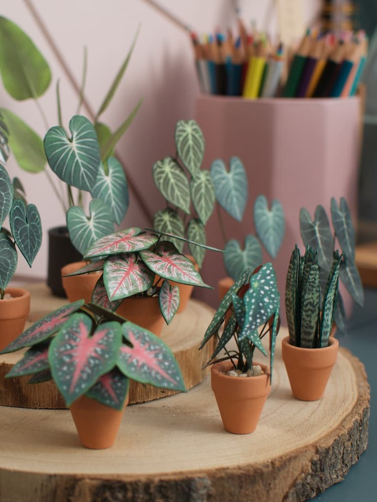 ‘Grow Shorty’ Miniature Begonia Paper Plant photo 4