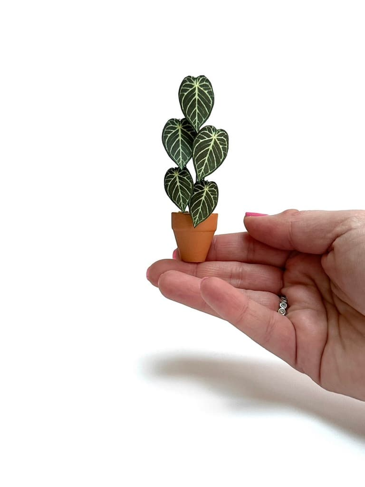 ‘Don’t Stop Beleafin’ Miniature Crystal Hope Paper Plant photo 1